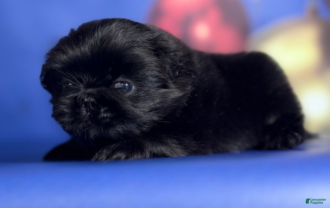Pekingese dogs for sale: AKC DNA OFA Pablo - Ad 7