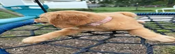 Golden Retriever dogs for sale: Daisy - Ad 3