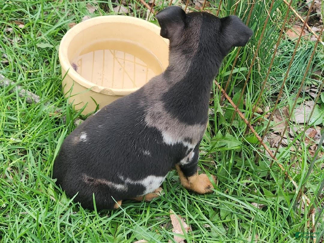 Miniature Pinscher dogs Tex - Ad 2