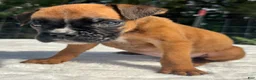 Boxer dogs for sale: Austin - Ad 5