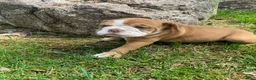Mixed Breed dogs for sale: Princess - Ad 9