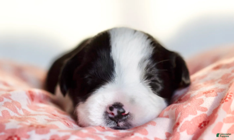 Toy Australian Shepherd dogs Beau - Ad 8