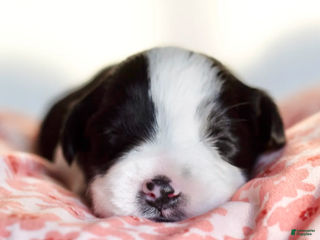 Toy Australian Shepherd dogs Beau - Ad 4