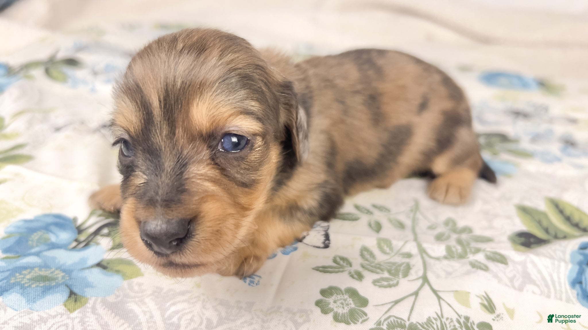 Miniature Dachshund dogs Chicken bake - Ad 21