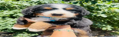 Cooper - Ultra Bernedoodle 