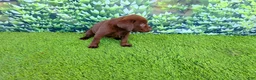 Labrador Retriever dogs for sale: Ruby - Ad 2