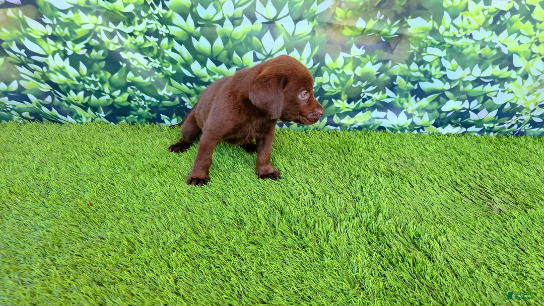 Labrador Retriever dogs for sale: Ruby - Ad 2
