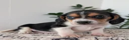 Mixed Breed dogs for sale: Roy  - Ad 4