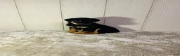 Rottweiler dogs for sale: Rottweiler 2 - Ad 15