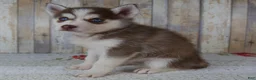 Pomsky dogs for sale: Cash - Ad 3