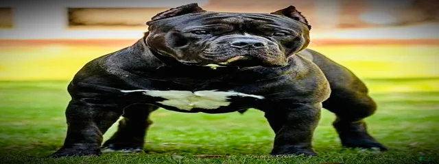 Bully Pride Production’s Revelations “Rev”