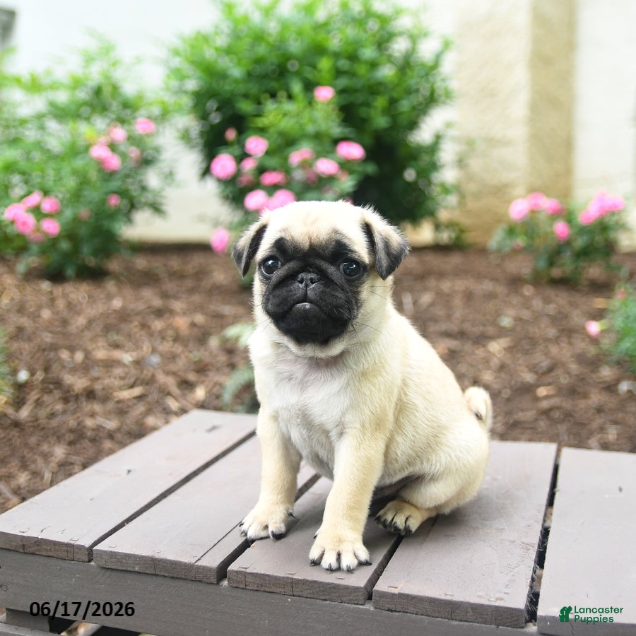 Pug dogs for sale: Koko - Ad 2