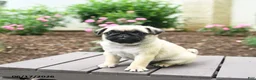 Pug dogs for sale: Koko - Ad 1