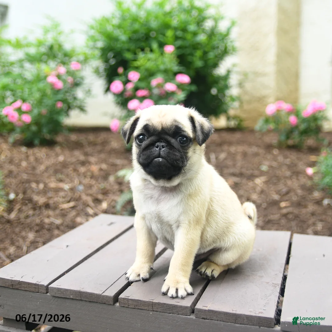 Pug dogs for sale: Koko - Ad 1