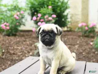 Pug dogs for sale: Koko - Ad 2