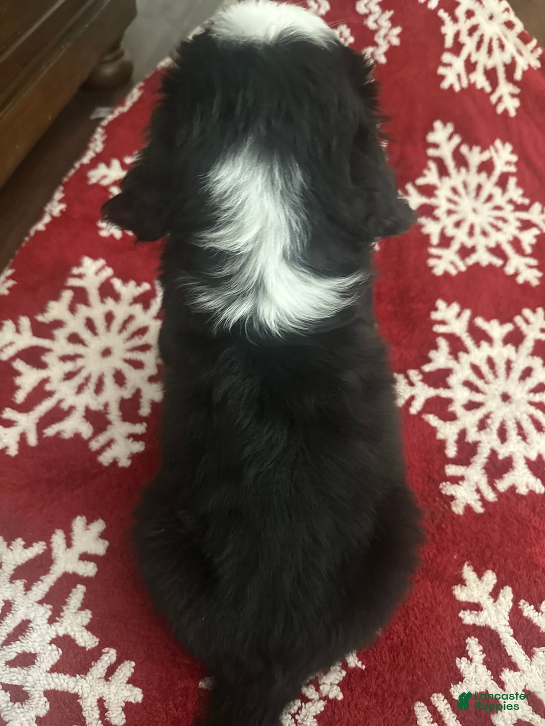 Bernese Mountain Dog dogs for sale: Clarice - Ad 2