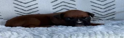 Boxer dogs for sale: Opi - Ad 8
