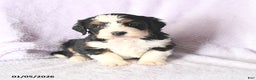 Mini Bernedoodle dogs for sale: Victoria - Ad 2