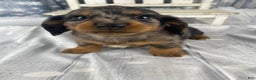 Miniature Dachshund dogs for sale: Donna - Ad 9