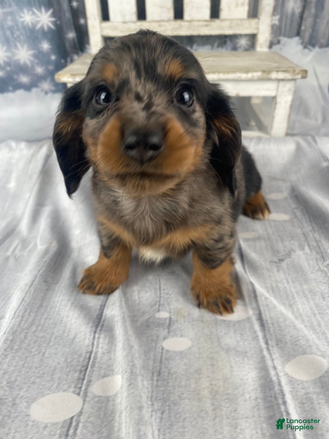 Miniature Dachshund dogs for sale: Donna - Ad 9