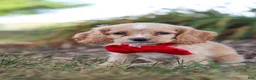 Cocker Spaniel dogs for sale: Boone - Ad 11