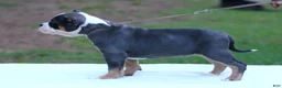 American Bully dogs for sale: Blue Tri Female - Ad 3