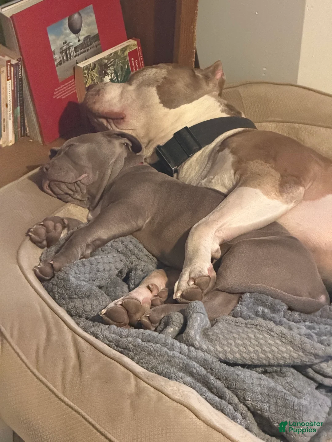 American Bully dogs for sale: NAIROBI The XL Bully - Ad 7