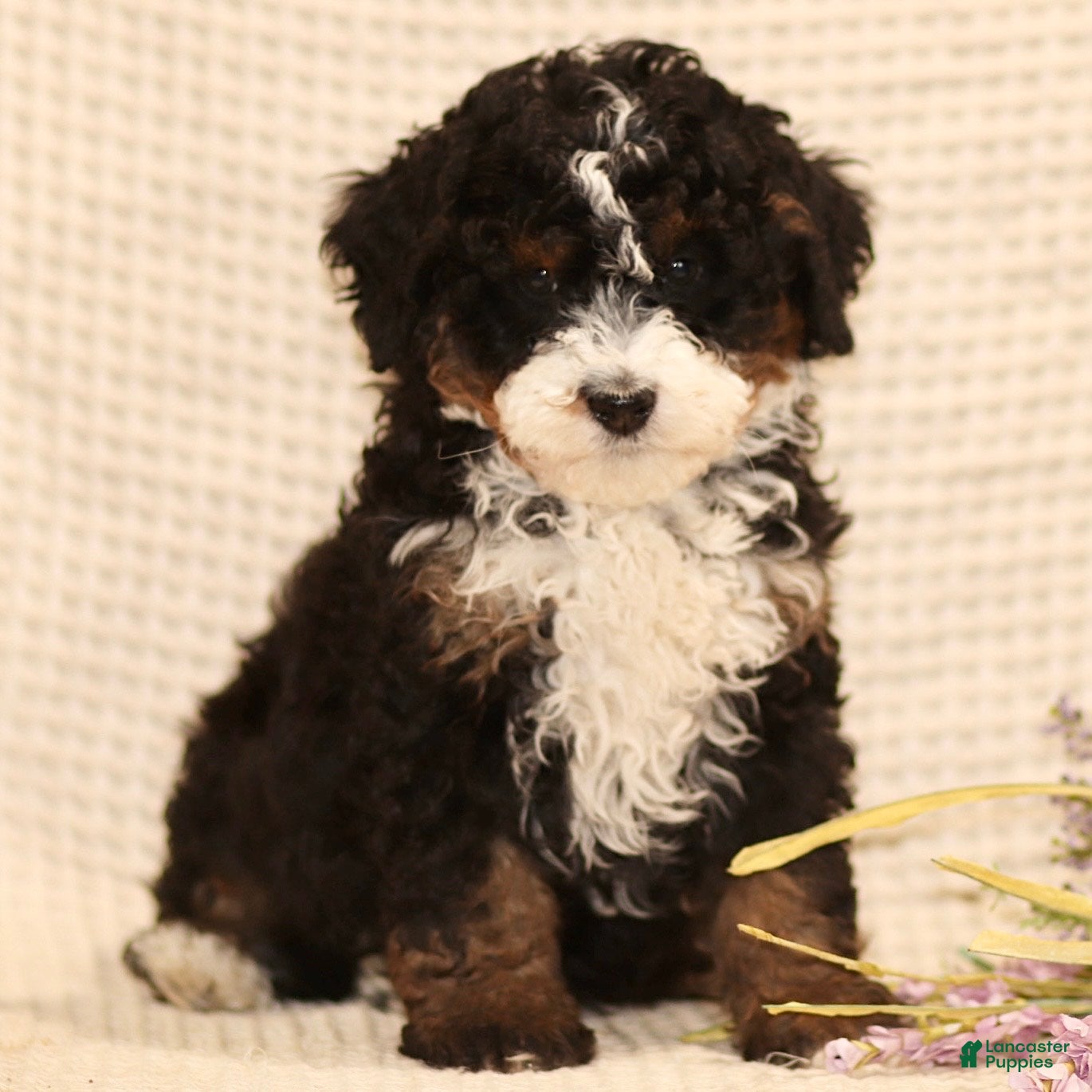 Mini Bernedoodle dogs Mike - Ad 1