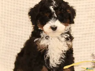 Mini Bernedoodle dogs for sale: Mike - Ad 4