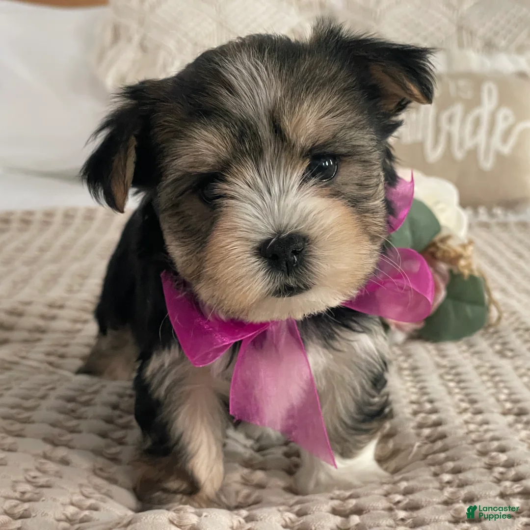 Morkie dogs for sale: Nellie - Ad 8