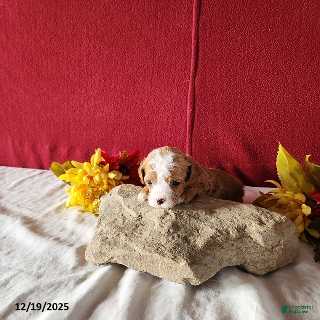 Cavapoo dogs for sale: Tonya - Ad 1