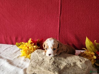 Cavapoo dogs Tonya - Ad 22