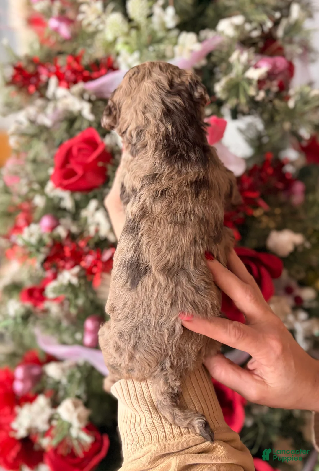 Goldendoodle dogs for sale: Goldendoodle Puppy 2 - Ad 2