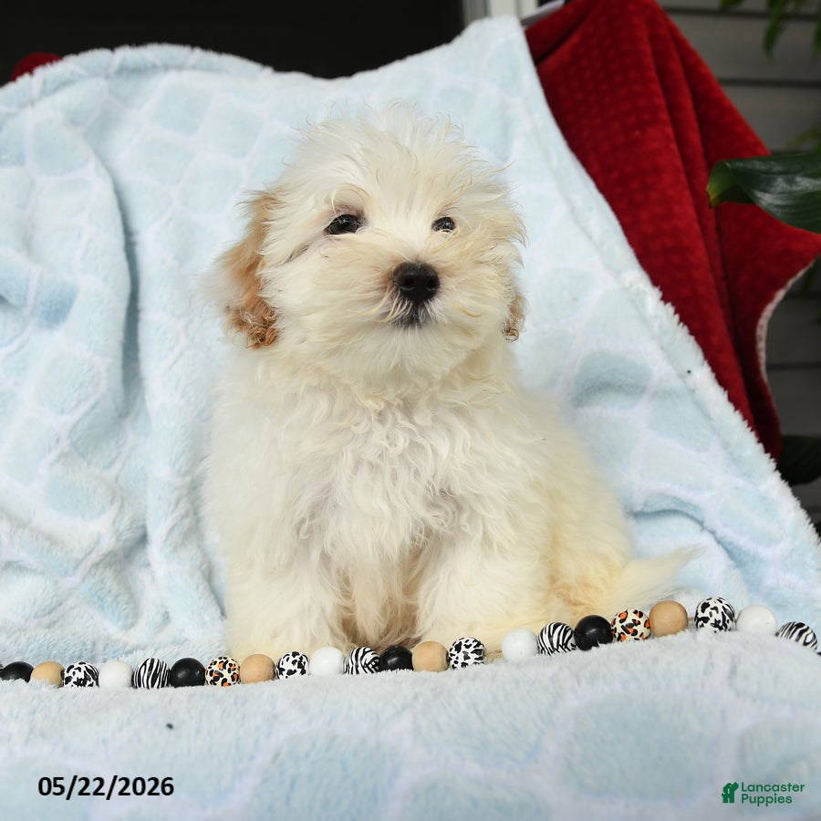 Maltipoo dogs Alvin - Ad 1