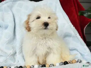 Maltipoo dogs for sale: Alvin - Ad 2