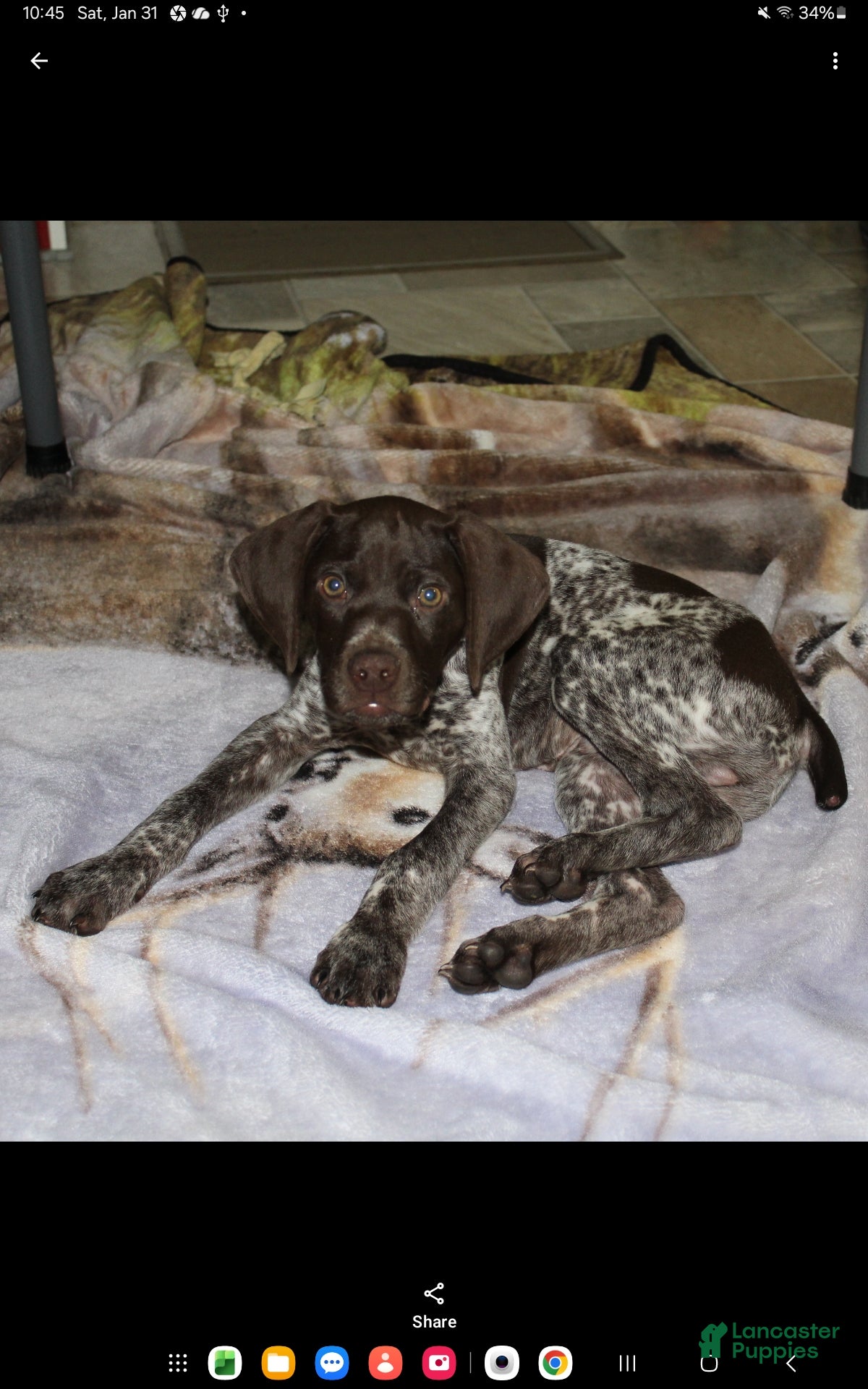 German Shorthaired Pointer dogs Ranger - Ad 35