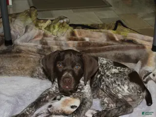 German Shorthaired Pointer dogs Ranger - Ad 35