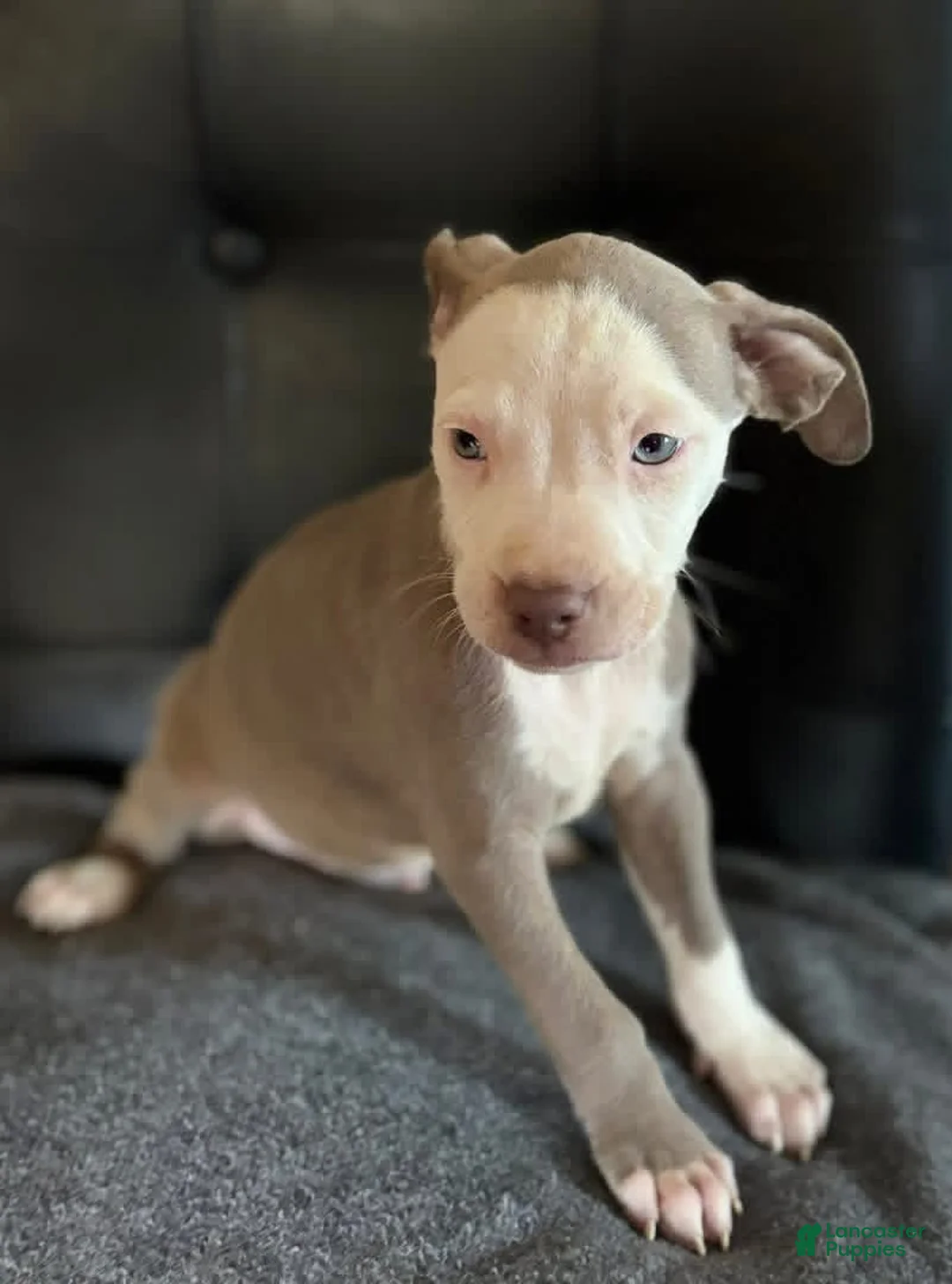Mixed Breed dogs for sale: Mixed Breed Puppy 1 - Ad 1