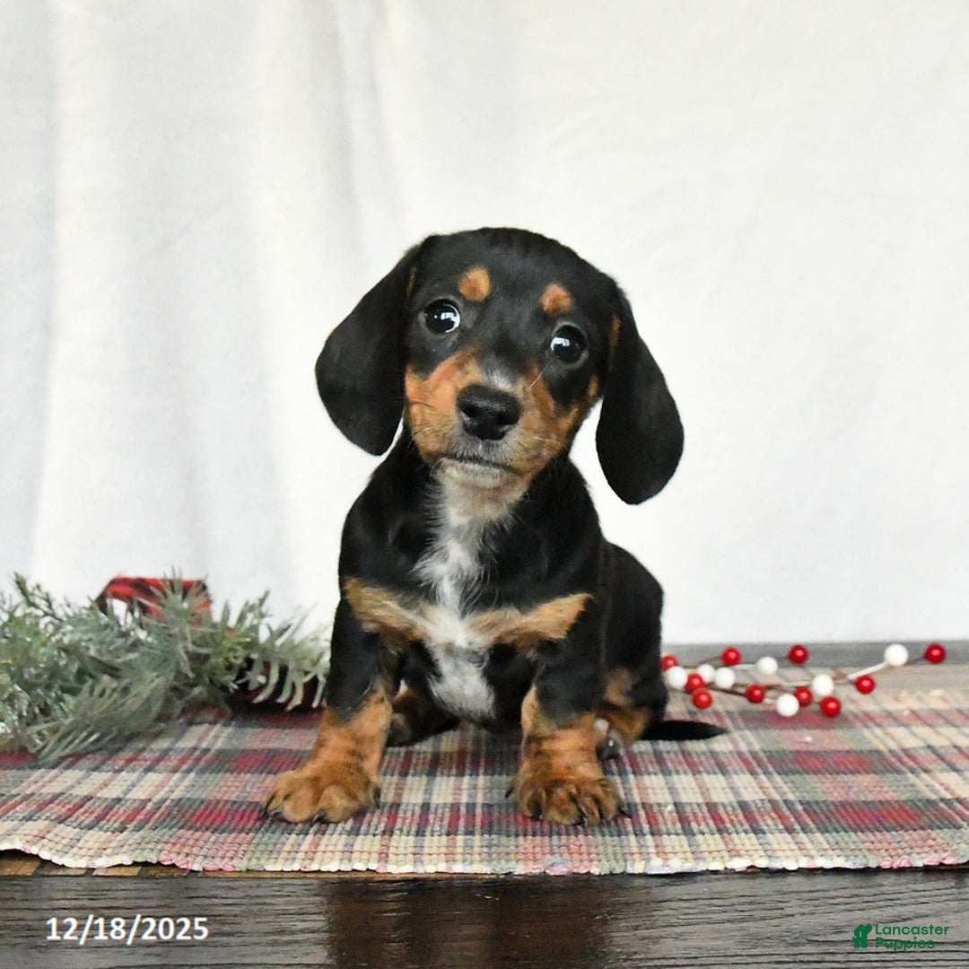 Miniature Dachshund dogs for sale: Lilac - Ad 4