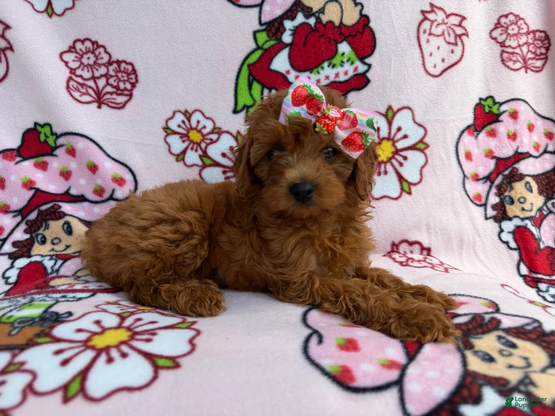 Cavapoo dogs for sale: Bella - Ad 2