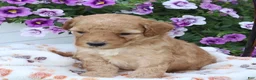 Mini Goldendoodle dogs for sale: Frankie - Ad 3
