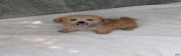 Bichpoo dogs for sale: Buckley  - Ad 3