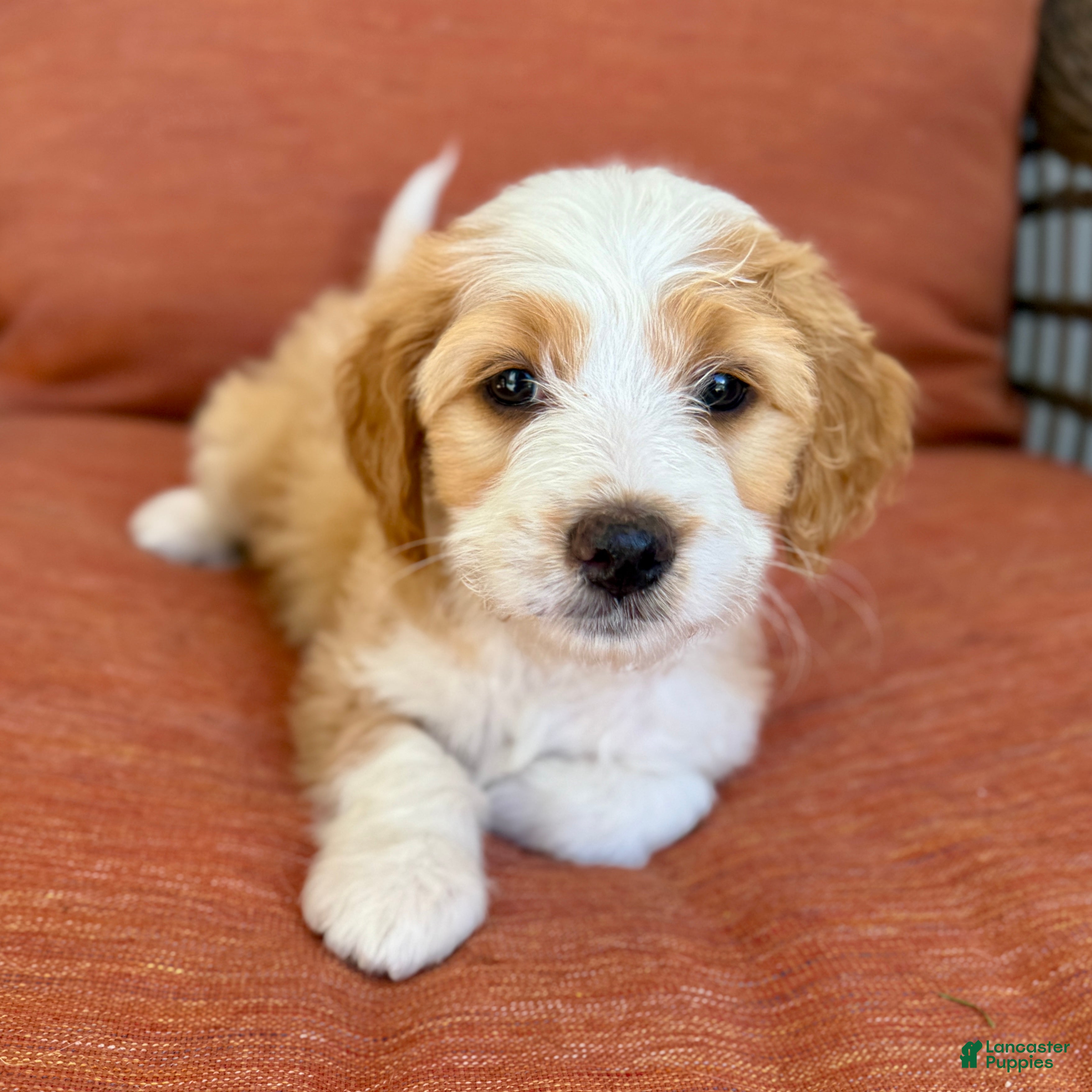 Bernedoodle dogs Sally - Ad 1