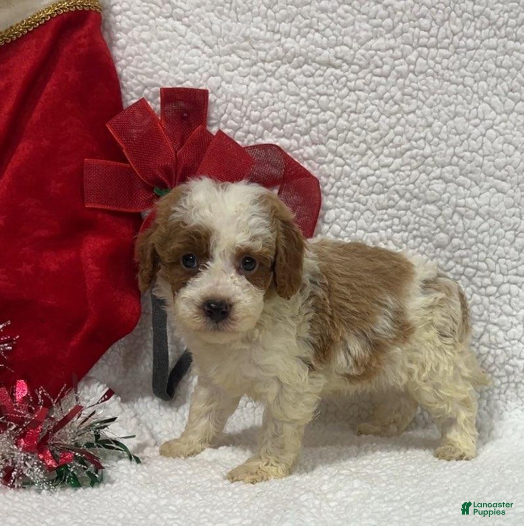 Mini Goldendoodle dogs for sale: Sam - Ad 3