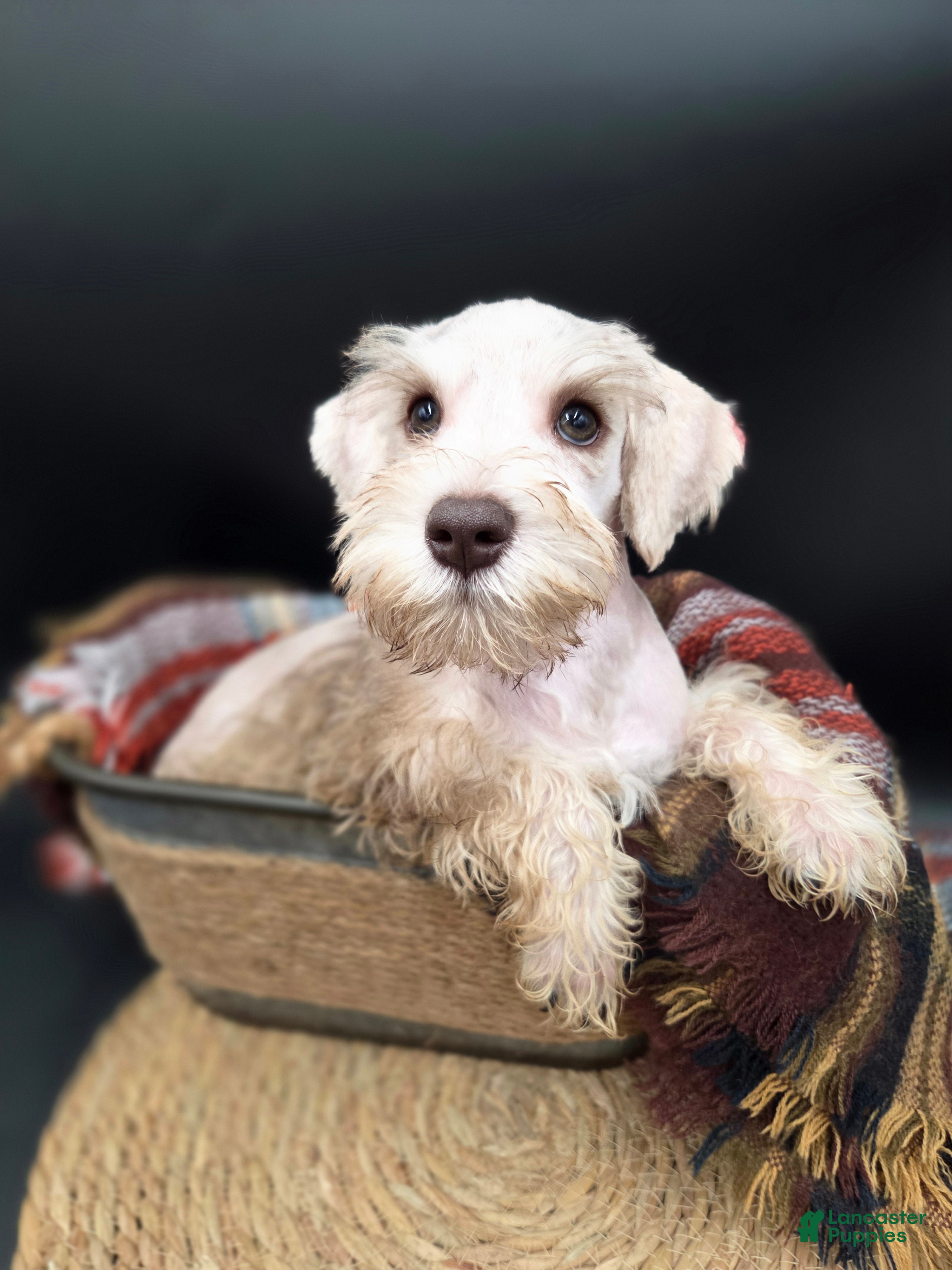 Miniature Schnauzer dogs Wheaten Male - Ad 2