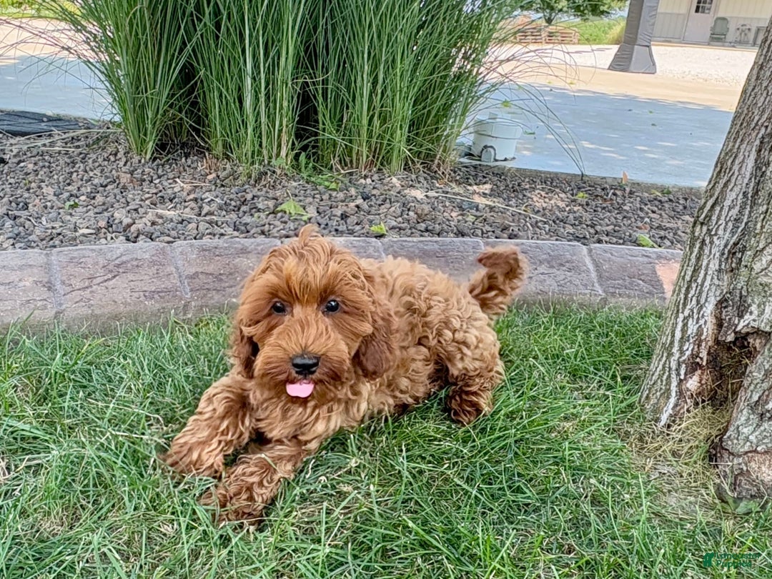 Cockapoo dogs for sale: Henry - Ad 5