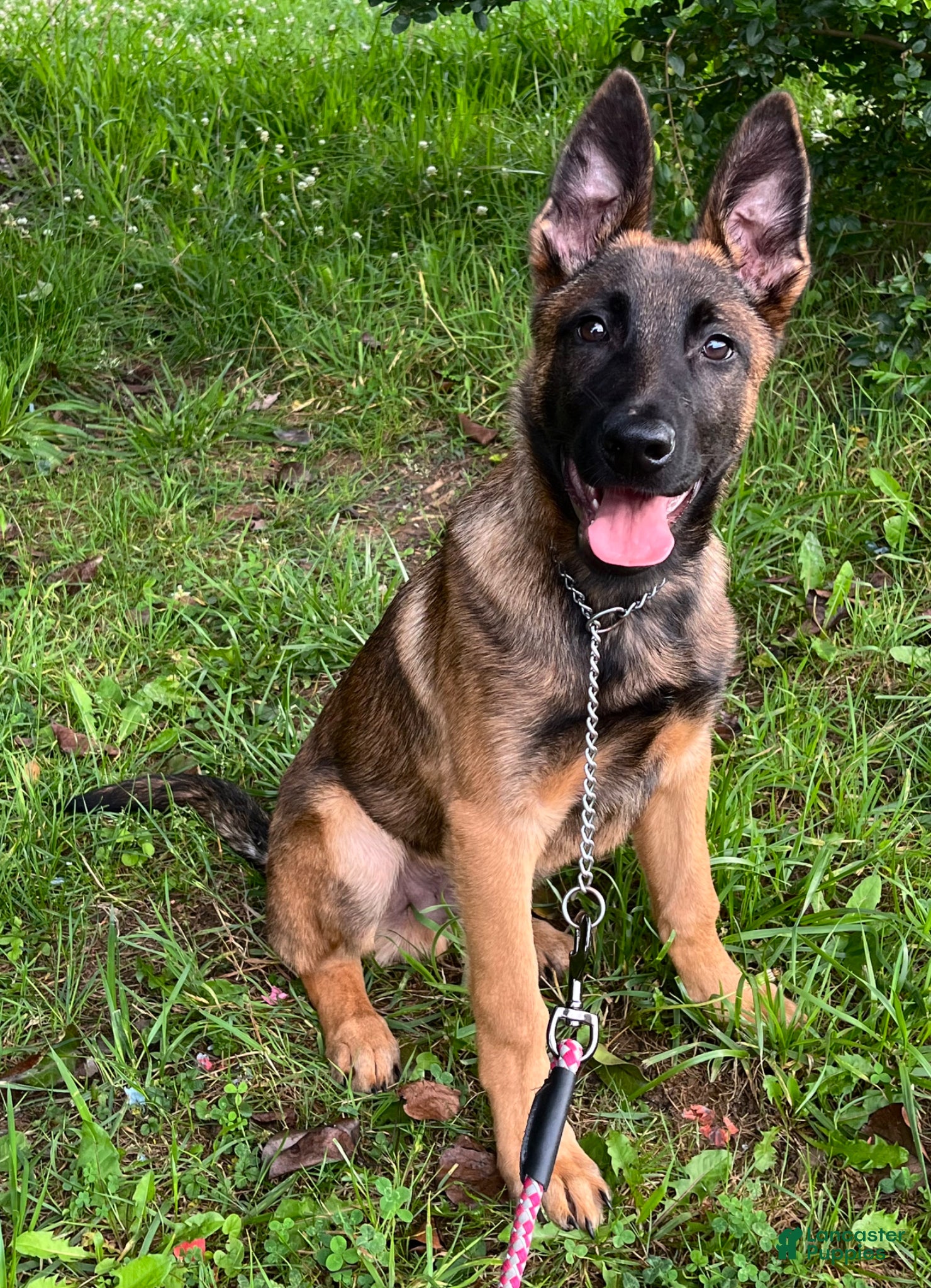 Mixed Breed dogs for sale: Mixed Breed Puppy 1 - Ad 1