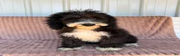 Mixed Breed dogs for sale: Mixed Breed 1 - Ad 4