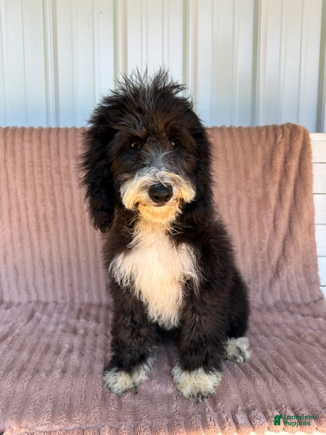 Mixed Breed dogs for sale: Mixed Breed 1 - Ad 4