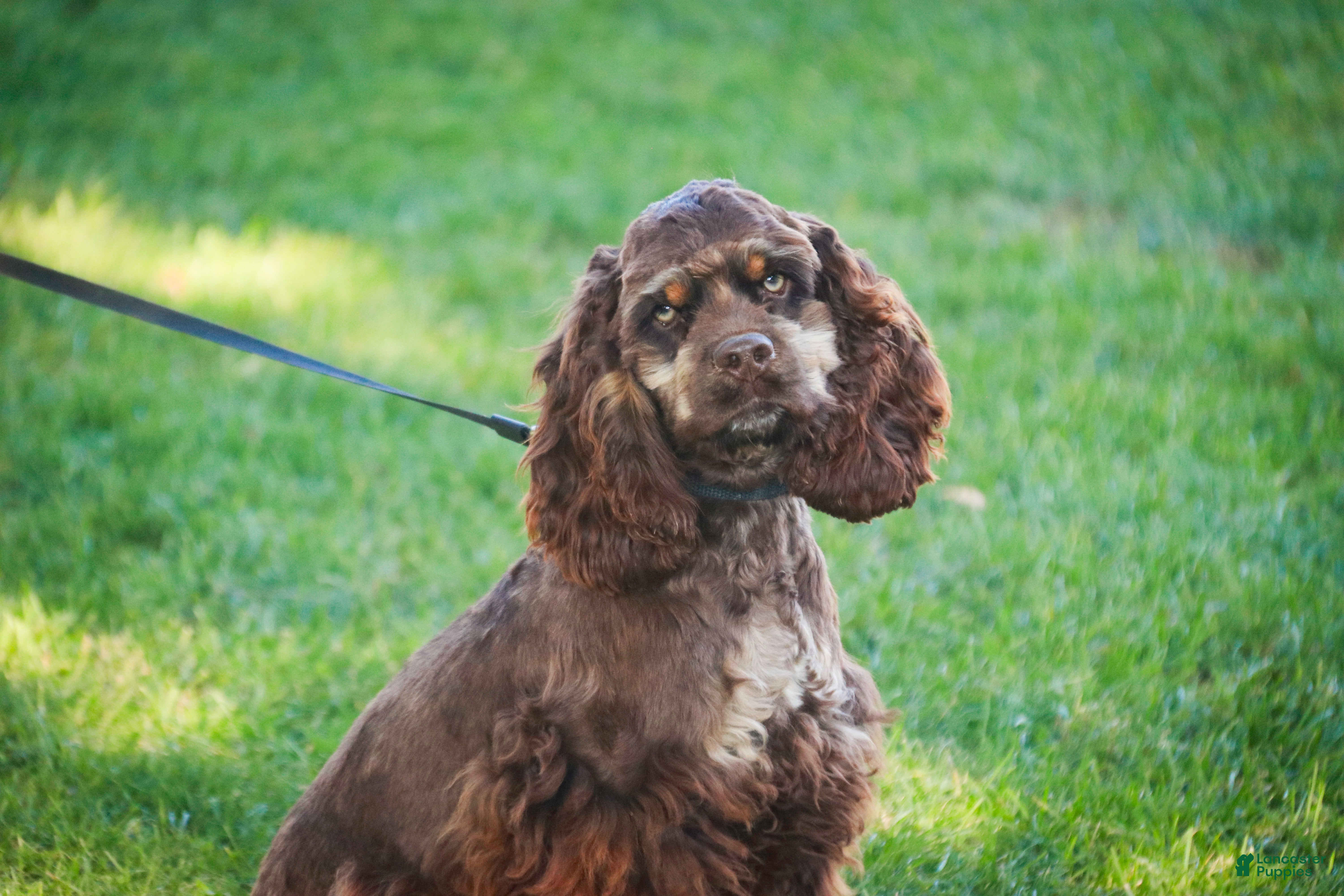 Cocker Spaniel dogs Dane - Ad 20